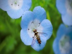 Gran abeja posada en una flor azulada