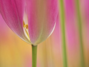 Tallo de un tulipán
