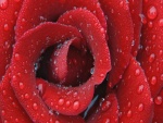 Los pétalos de una rosa cubiertos de gotas de agua