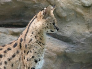 Perfil de un serval