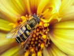 Una bonita abeja sobre una flor amarilla