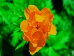Una solitaria flor amarilla