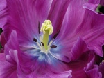 Interior de una hermosa flor púrpura