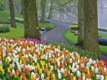 Tulipanes junto a un camino