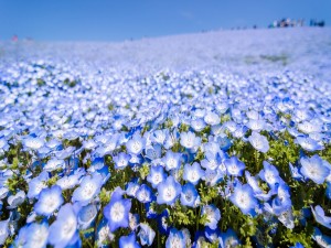 Campo de flores azuladas