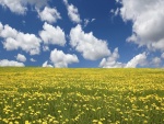 Nubes sobre un campo de flores amarillas
