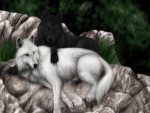 Lobo negro junto a un lobo blanco