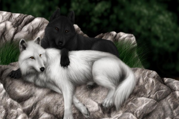 Lobo negro junto a un lobo blanco