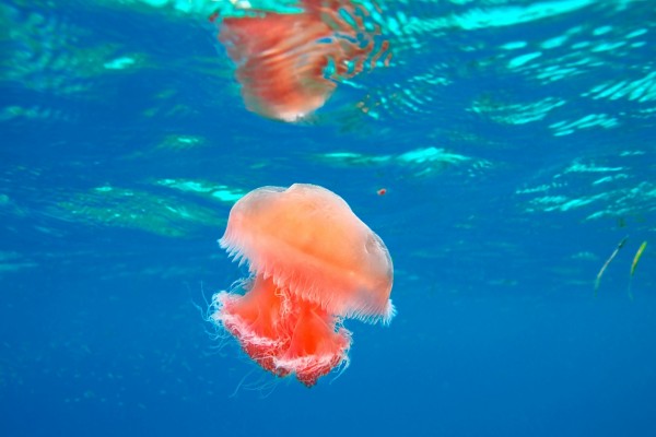 Medusa rosa en el mar