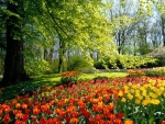 Jardín cubierto de tulipanes