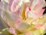Delicada magnolia con gotas de rocío en los pétalos