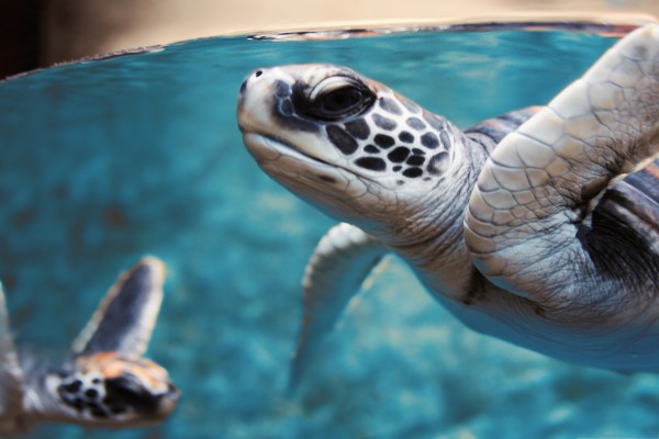 Dos tortugas marinas bajo el agua