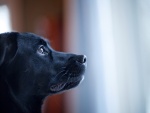 La cara de un bonito perro negro