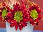 Tres grandes flores con pétalos rojos