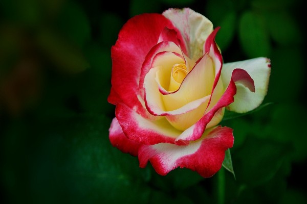 Una rosa con pétalos de dos colores