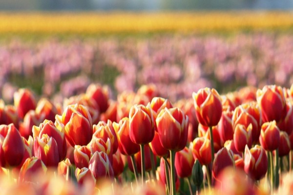 Tulipanes en un campo