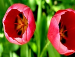 Interior de dos tulipanes