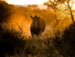 Un rinoceronte caminando