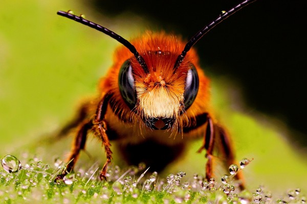 Pequeñas gotas de agua sobre una abeja