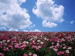 Un campo de flores rosas y blancas