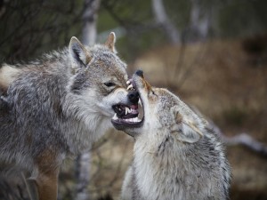 Lobo mordiendo el hocico de otro lobo