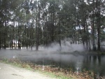 Niebla entre los árboles y el río