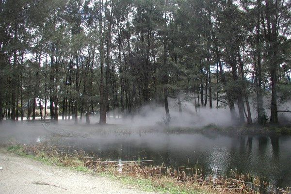 Niebla entre los árboles y el río