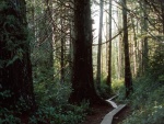 Camino marcado en un bosque