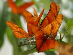 Grupo de mariposas de color naranja
