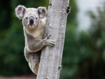 Koala en el tronco de un árbol