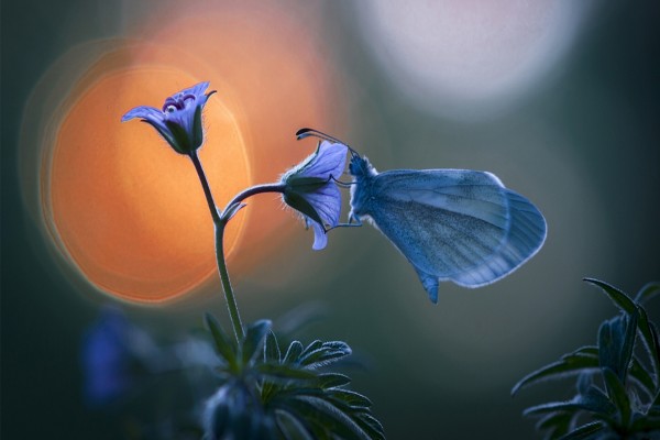 Mariposa azul posada sobre una flor lila