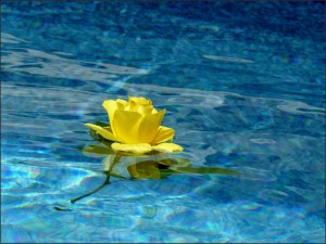 Rosa amarilla en el agua