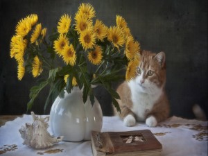 Gato observando un florero con flores amarillas