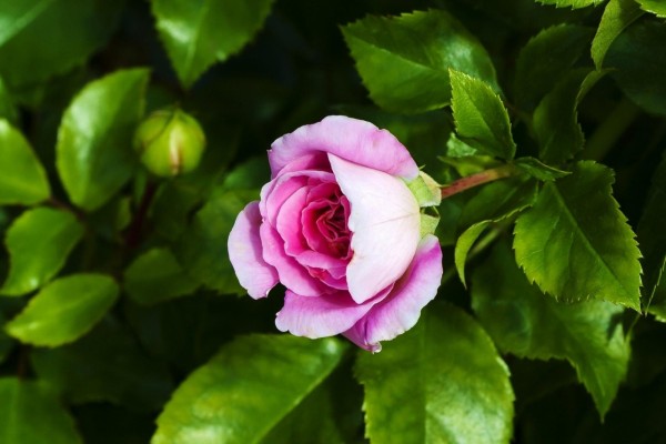 Rosa color rosado en un rosal