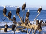 Águilas calvas sentadas en un árbol caído cerca del agua