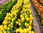 Tulipanes coloridos sembrados en un campo