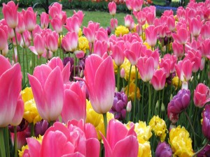 Postal: Un bello jardín con tulipanes de color rosa, morados y amarillos