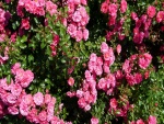 Rosal con pequeñas rosas de un bonito color rosa