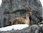 Cabra montesa sentada en una roca