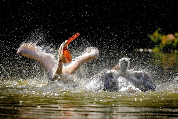 Pelícanos peleando en el agua