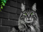 Hermoso gato de ojos verdes