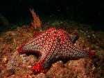 Estrella de mar en su hábitat