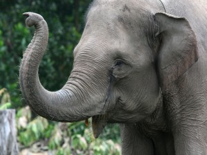 Elefante moviendo la trompa