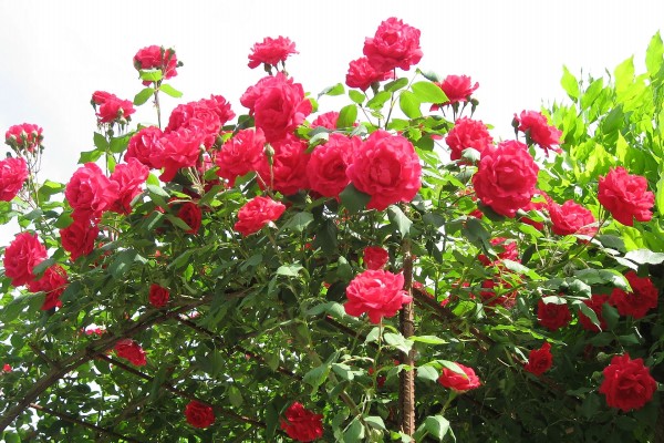 Rosal cubierto de hermosas rosas