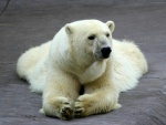Un oso polar tumbado