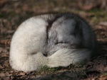 Un zorro polar dormido
