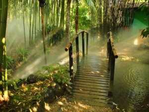 Puente de madera en un bosque de bambú