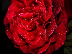 Agua sobre los pétalos de una rosa roja