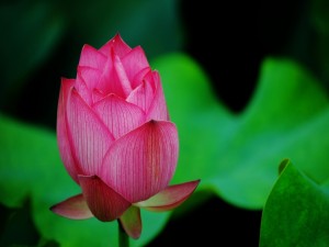 Hermosa flor de loto