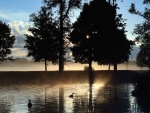 Dos patos en un lago al amanecer